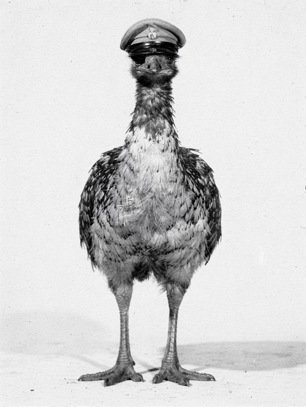 The photograph from the story of Plate XIV, from the Femage archive